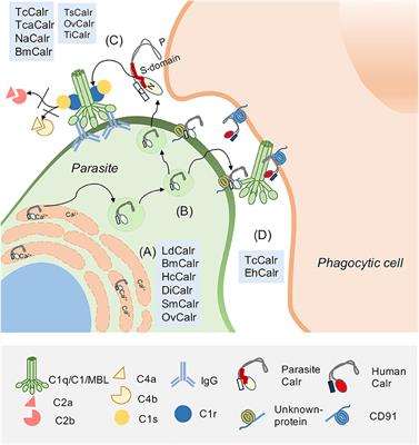 The Interactions of Parasite Calreticulin With Initial Complement Components: Consequences in Immunity and Virulence